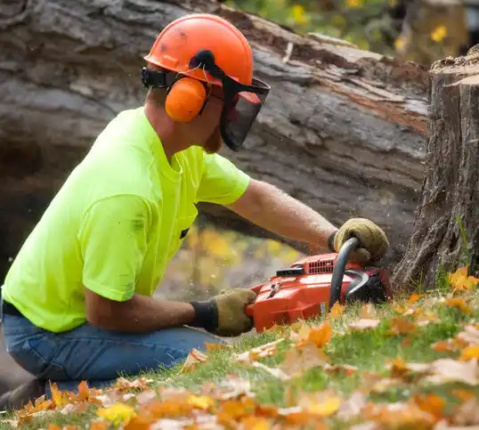 tree services Everett